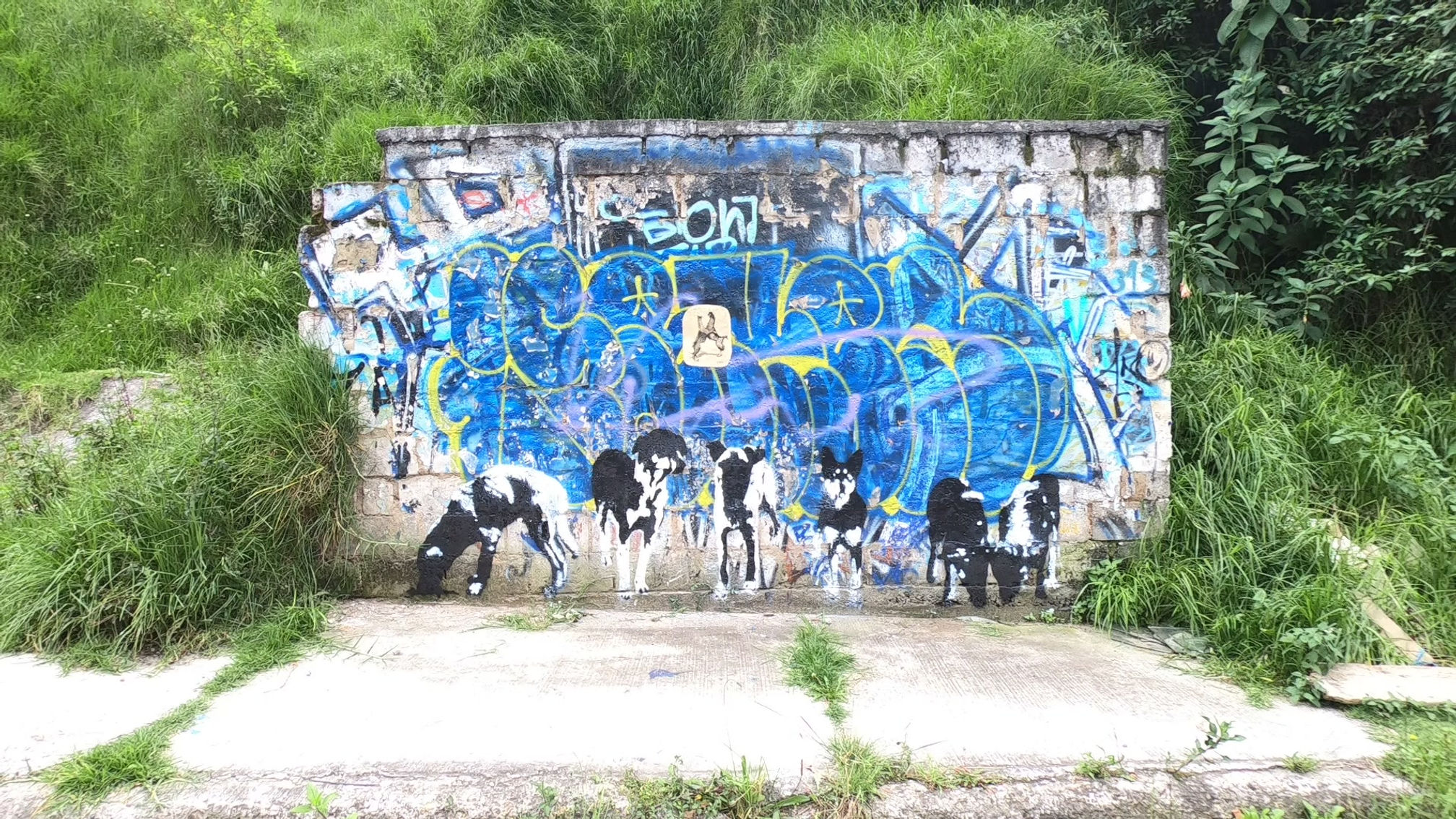 Registro Floresta | Guápulo